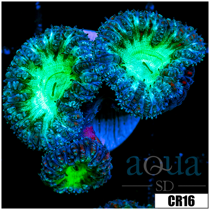 Aussie Purple Rim Blasto
