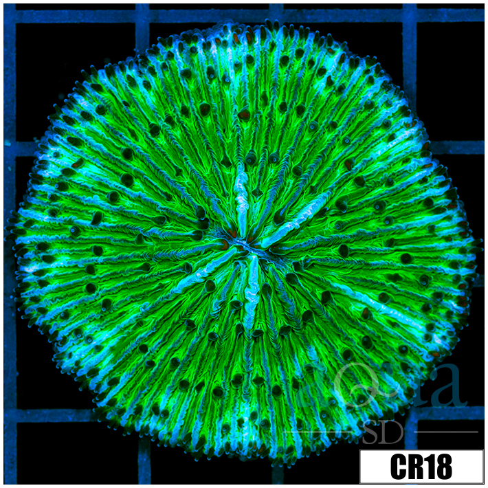 Nuclear Plate Coral