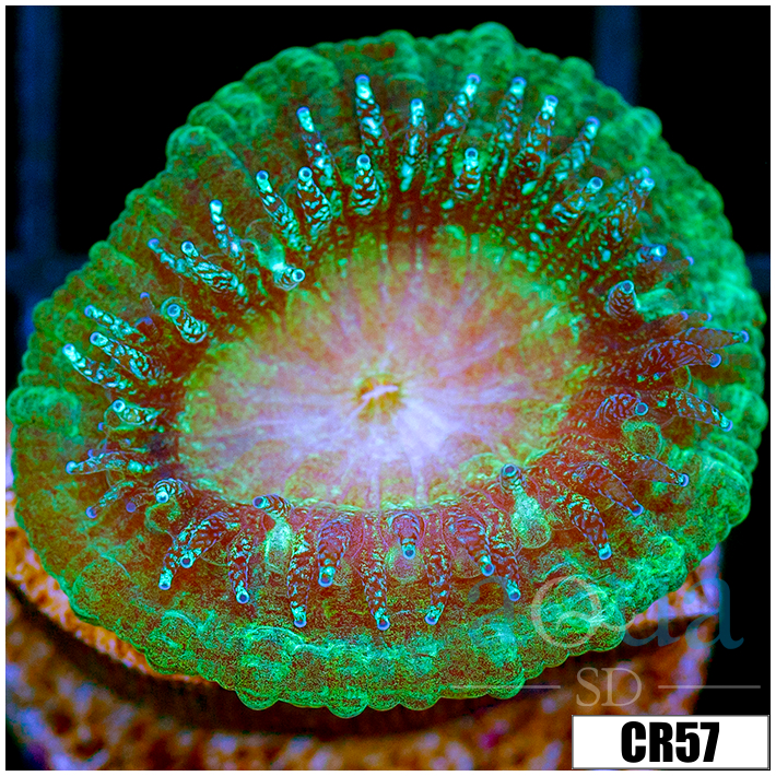 Monsoon Captive Spawned Acan Lord