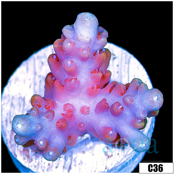 Grape Tort Acropora