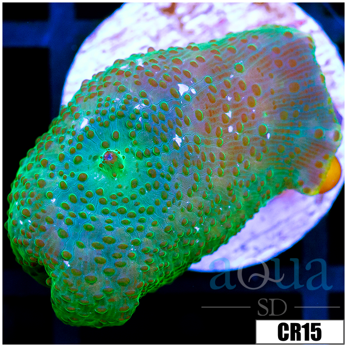 Green Discosoma Mushroom
