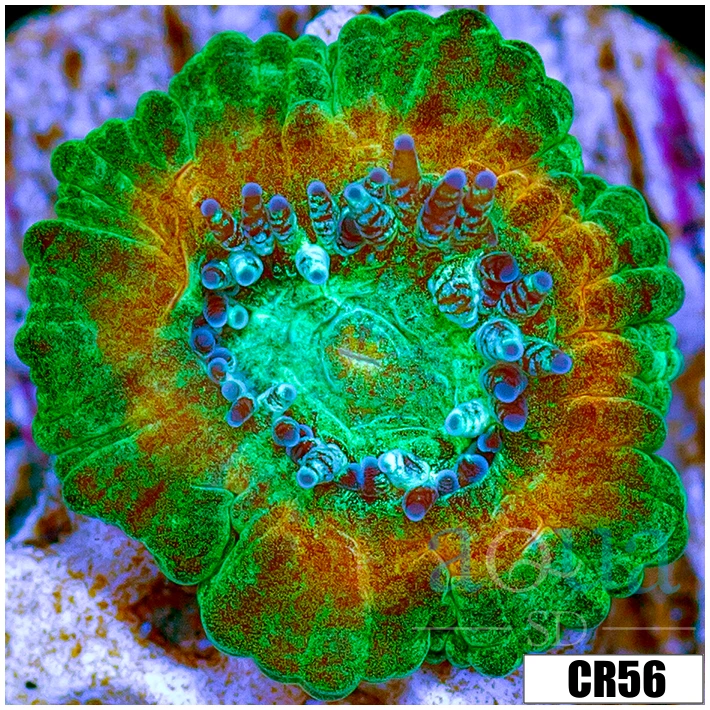 Monsoon Captive Spawned Acan Lord