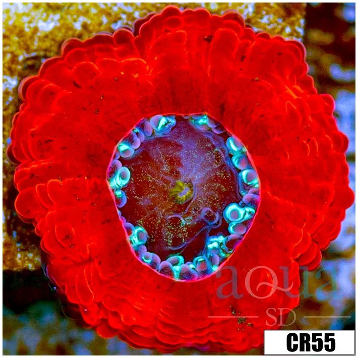 Monsoon Captive Spawned Acan Lord
