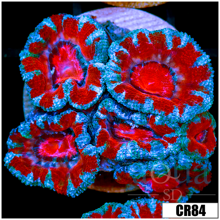 Cultured Teal Claw Acan Lord