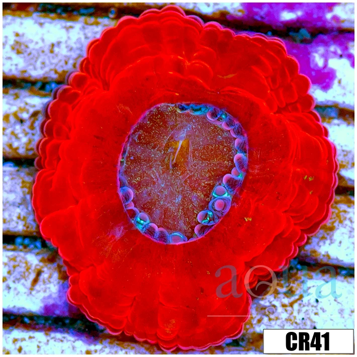 Monsoon Captive Spawned Acan Lord