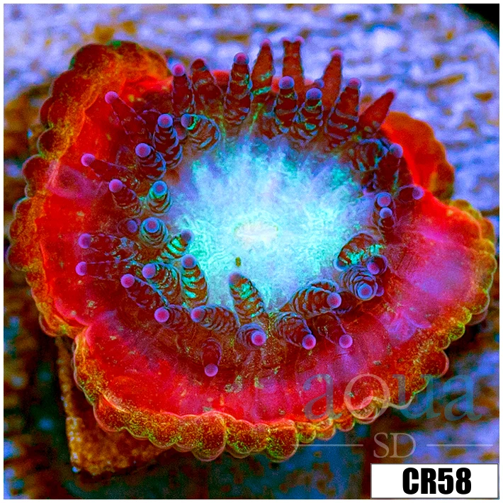 Monsoon Captive Spawned Acan Lord