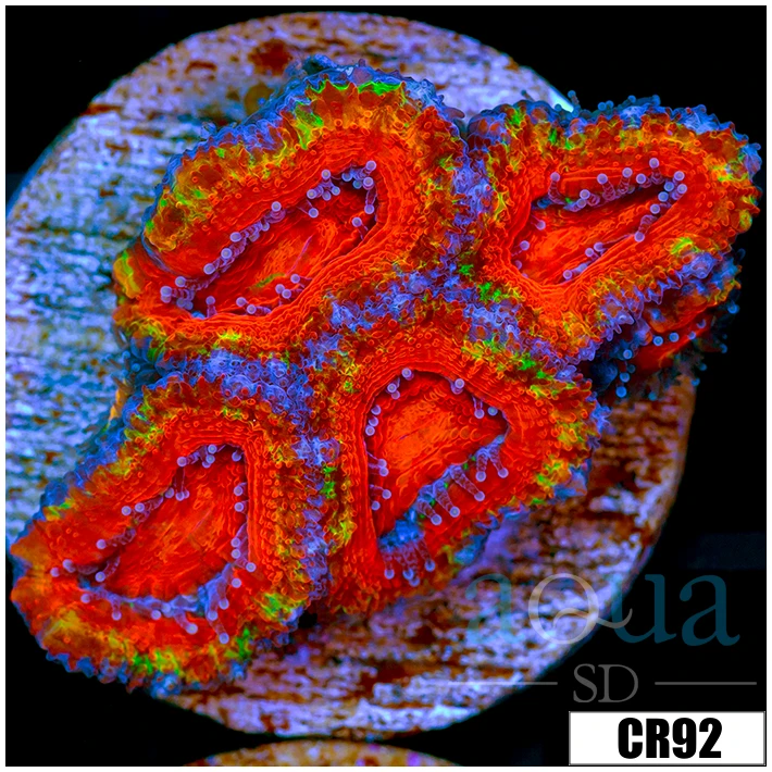 Cultured Rainbow Acan