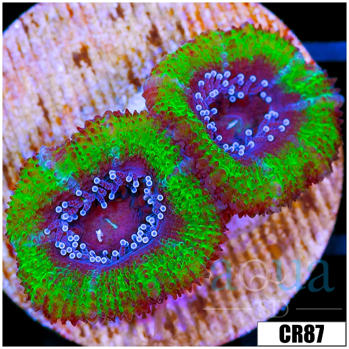 Cultured UFO Acan