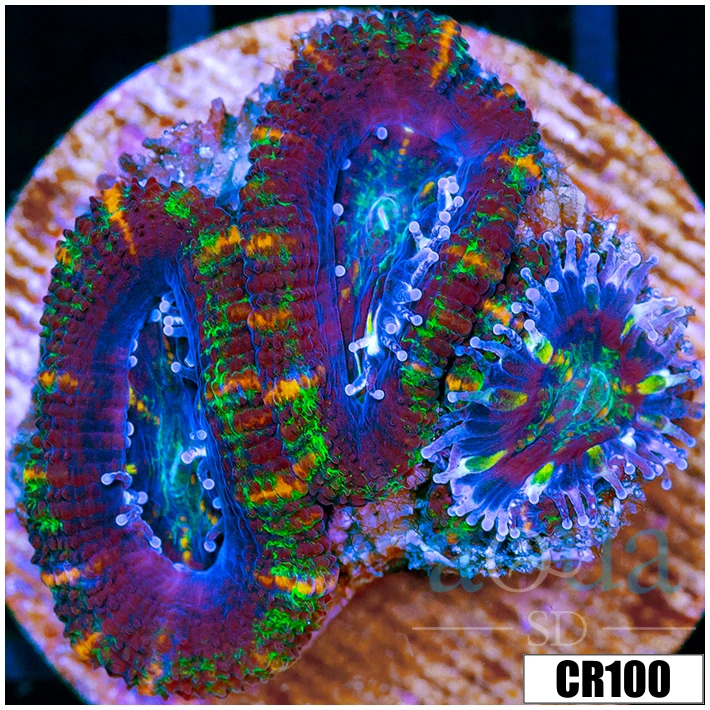 Cultured Tiger Striped Acan