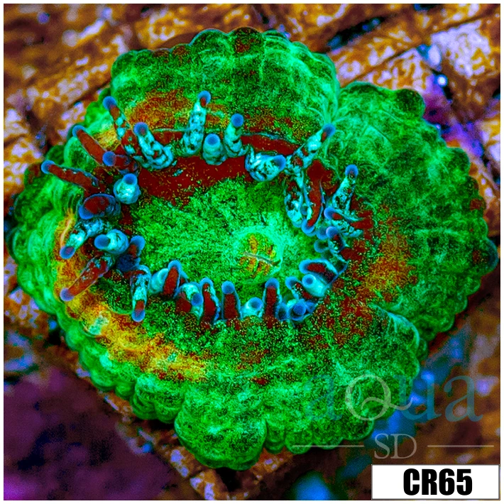 Monsoon Captive Spawned Acan Lord