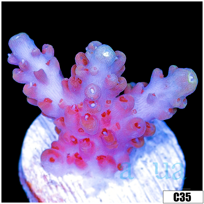 Grape Tort Acropora