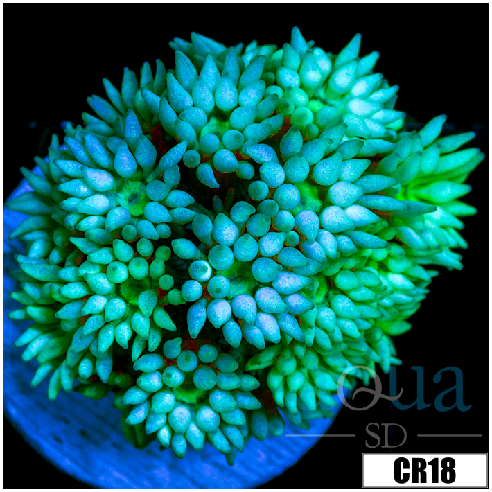 Green Tips Goni