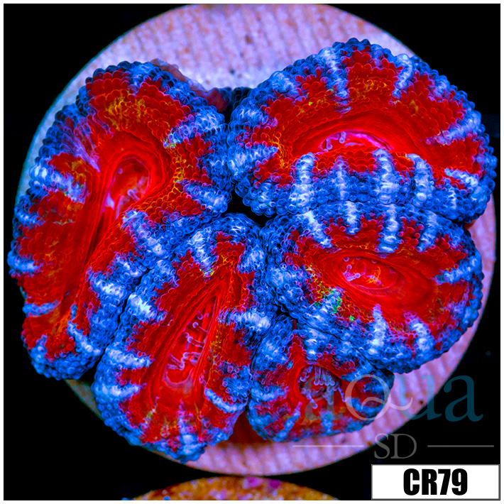 Cultured Teal Claw Acan Lord
