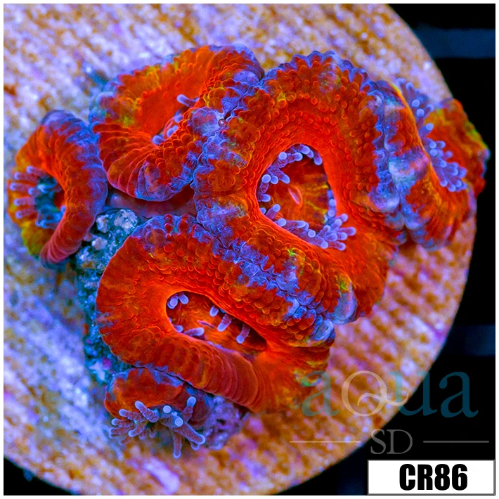 Cultured Rainbow Acan