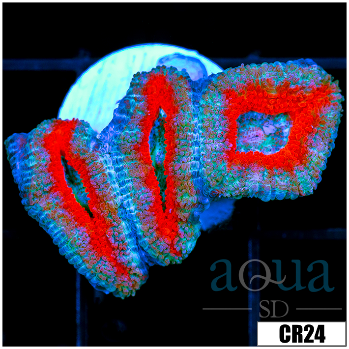 Teal Core Acan Lord