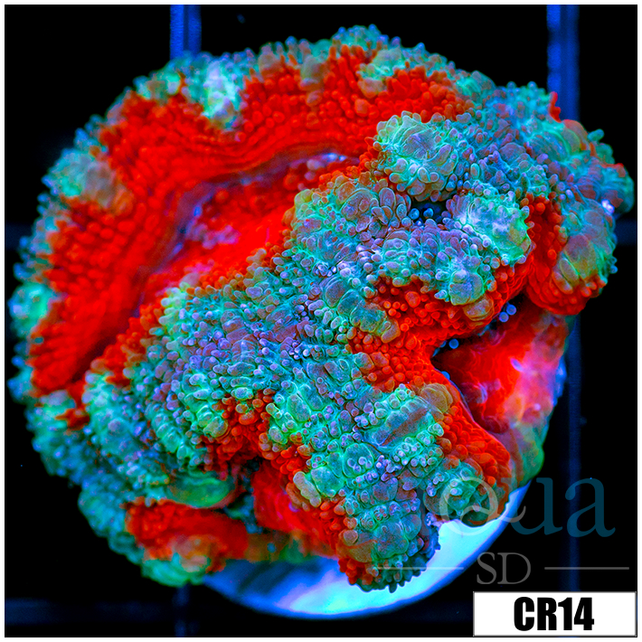 Teal Core Acan Lord