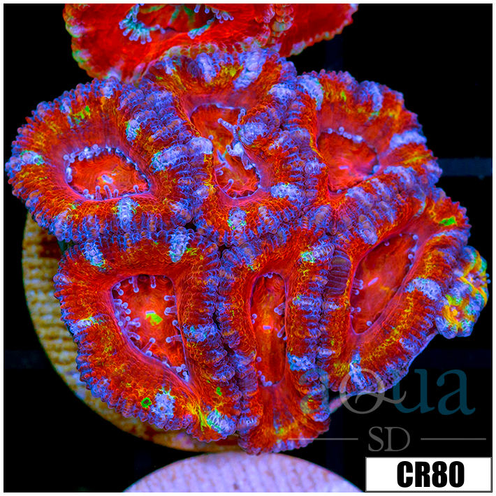 Cultured Rainbow Acan
