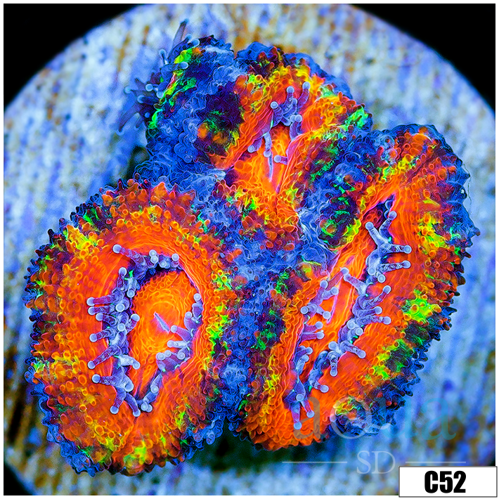 Cultured Rainbow Acan Lord