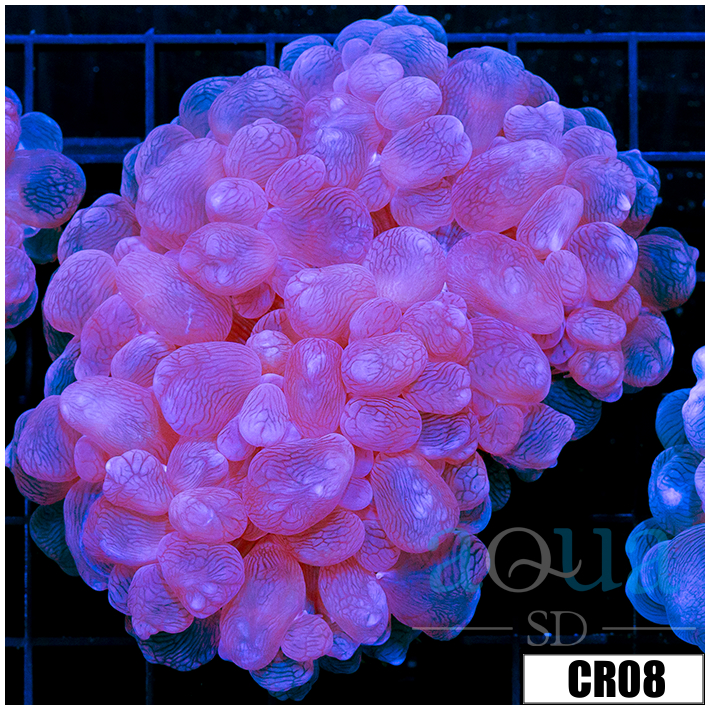 Aussie Bubble Coral