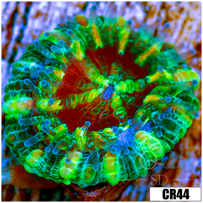 Monsoon Captive Spawned Acan Lord