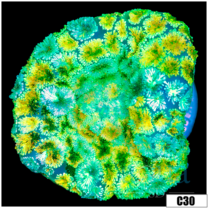 Gold Spotted Rhodactis Mushroom