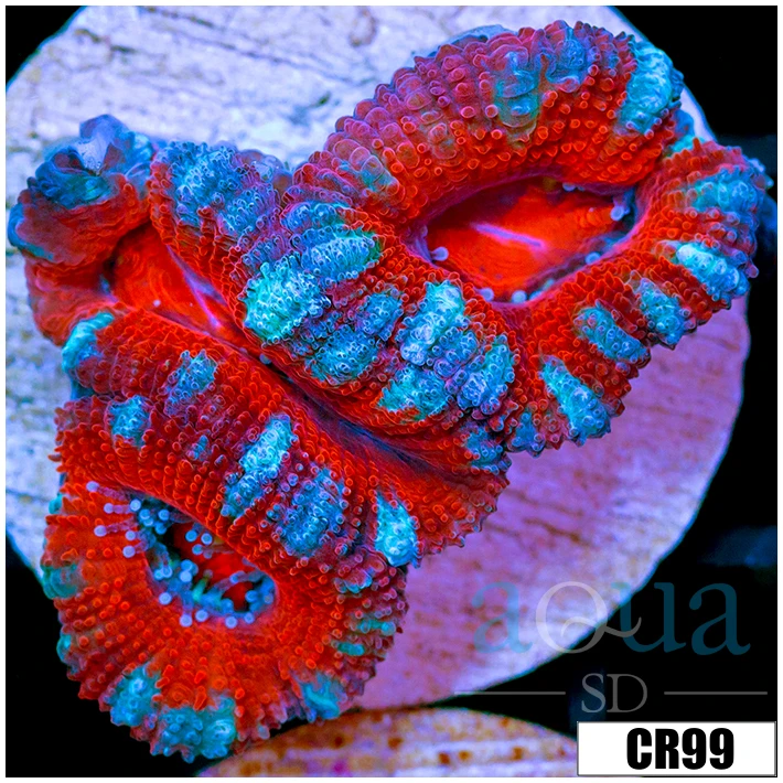 Cultured Teal Claw Acan Lord