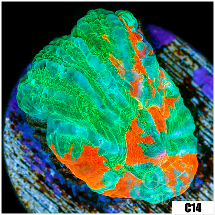 Monsoon Cultured Scoly 1 inch Frag