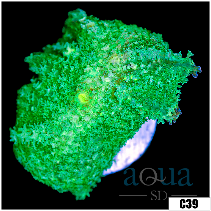 Nuclear Rhodactis Mushroom