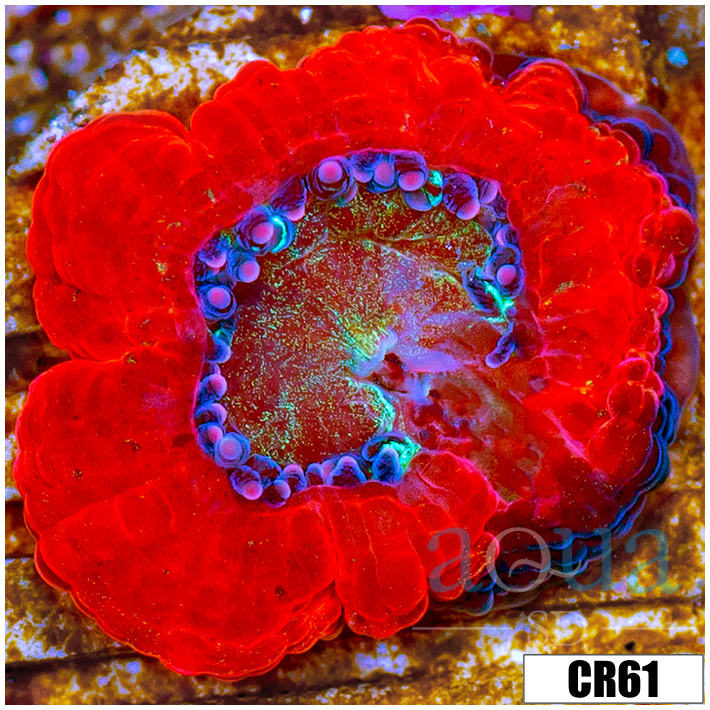 Monsoon Captive Spawned Acan Lord