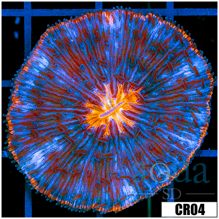 Sun Core Plate Coral