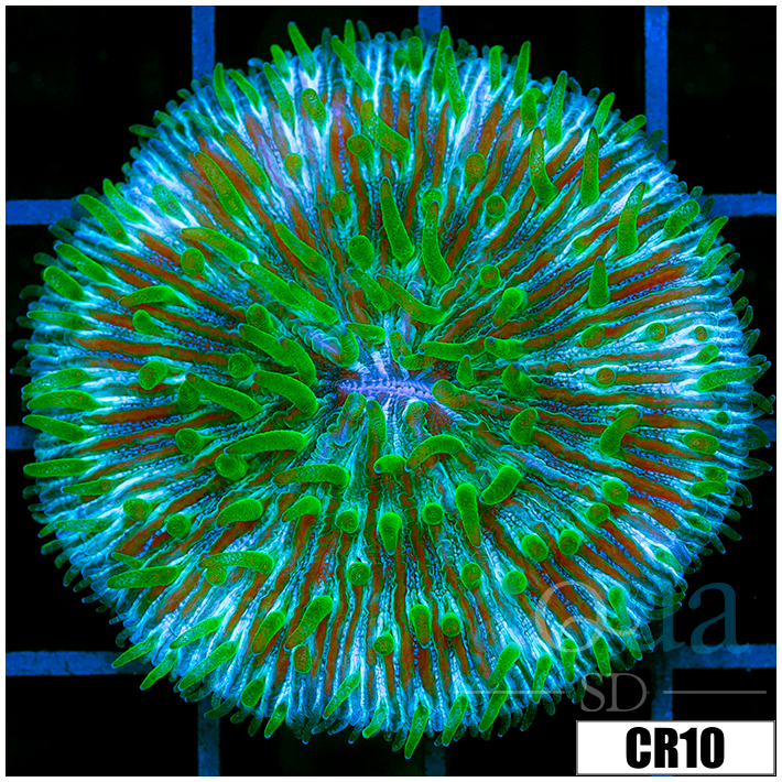 Jokers Plate Coral