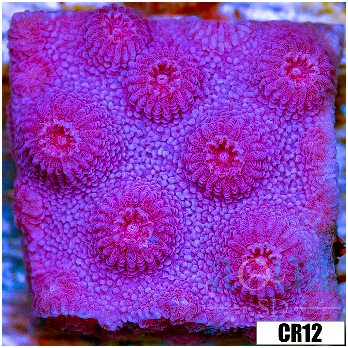 Grape Cyphastrea