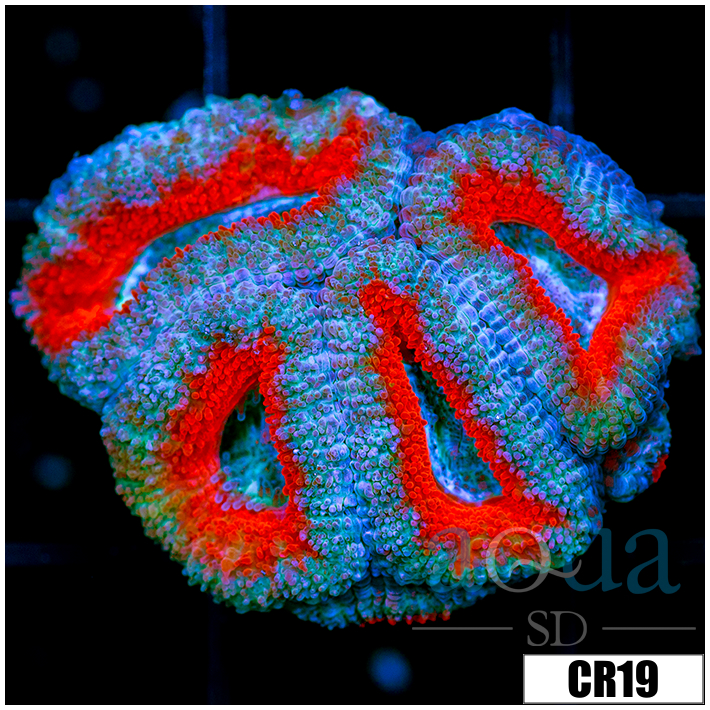 Teal Core Acan Lord