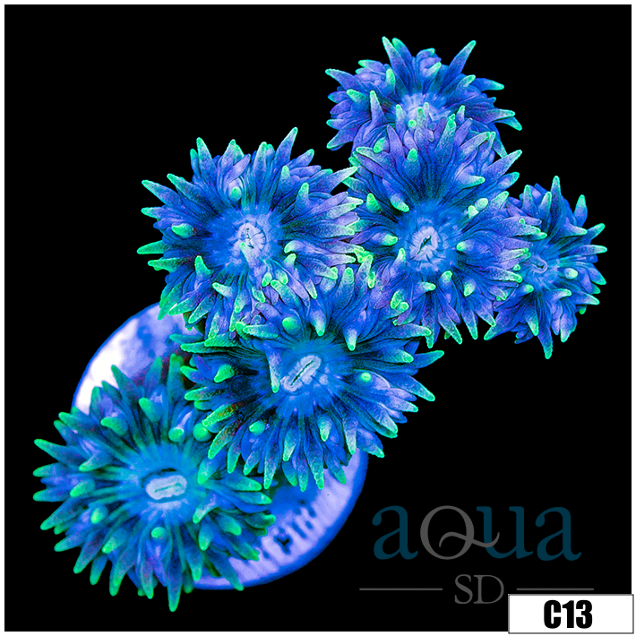 Aussie Blue Duncan