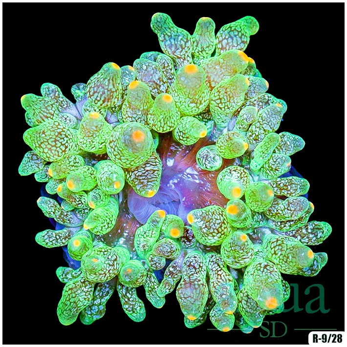 Nuclear Bubble Tip Anemone Not WYSIWYG