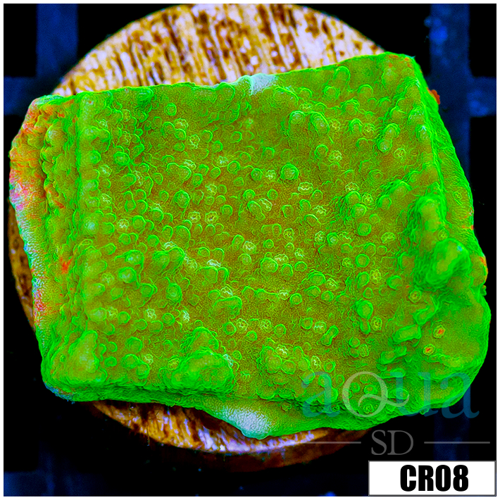 Sunburst Montipora