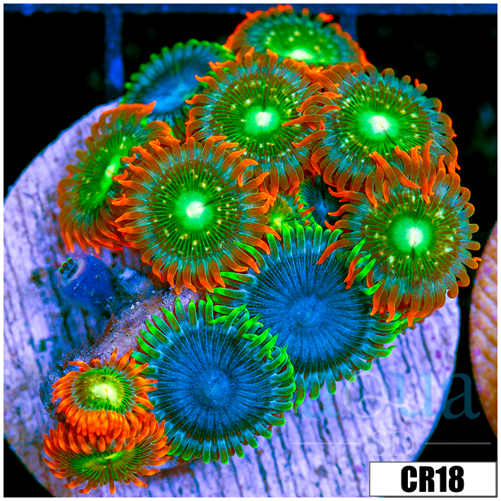 Cultured Zoanthids Combo
