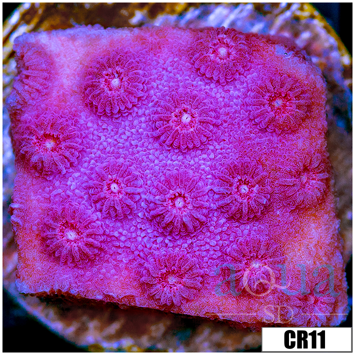 Grape Cyphastrea