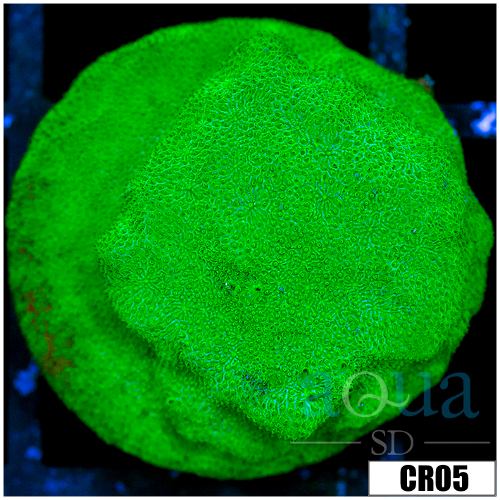 Nuclear Psammacora