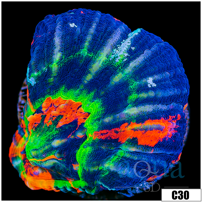 Monsoon Cultured Master Scoly 2 Inch Frag