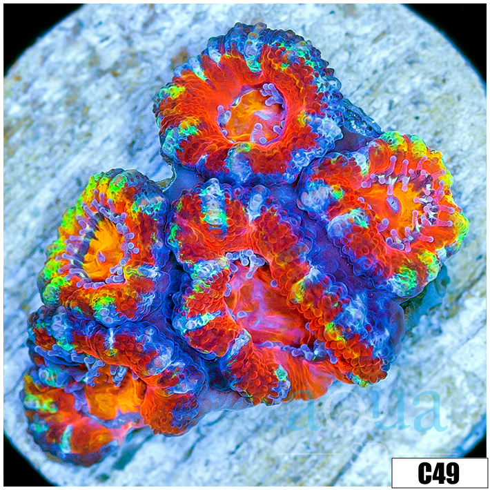 Cultured Rainbow Acan Lord