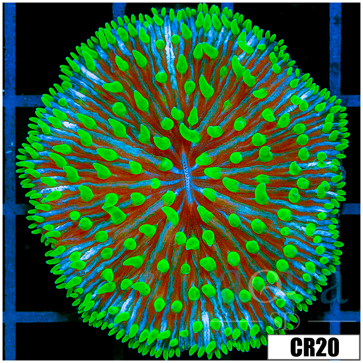 Jokers Plate Coral