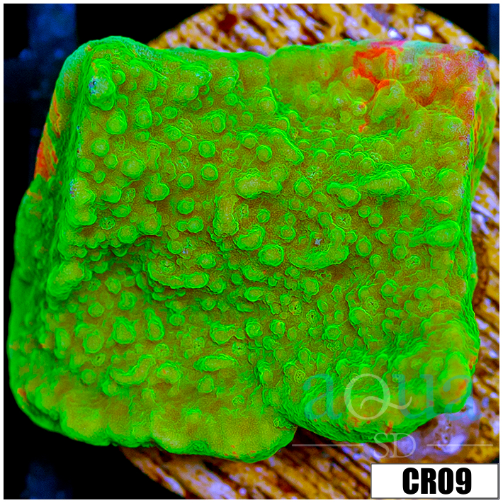Sunburst Montipora