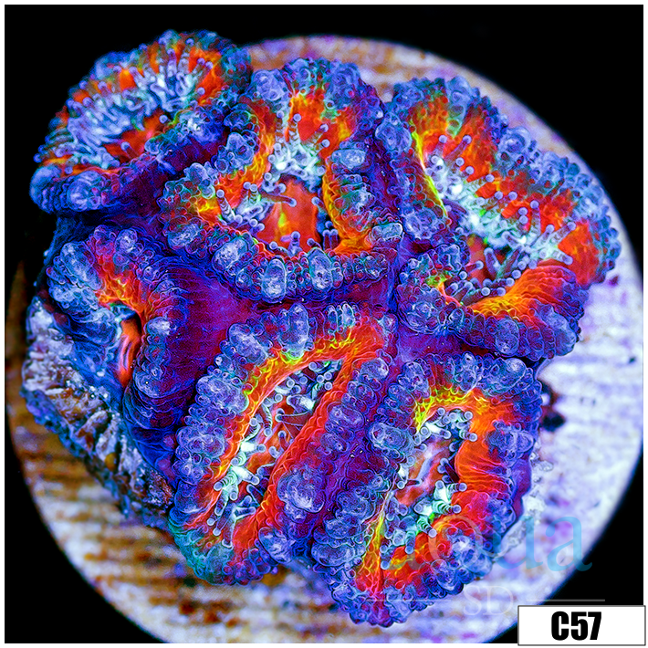 Cultured Rainbow Acan Lord