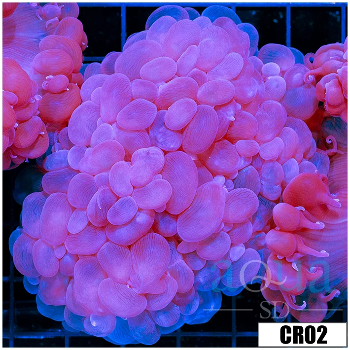 Aussie Bubble Coral