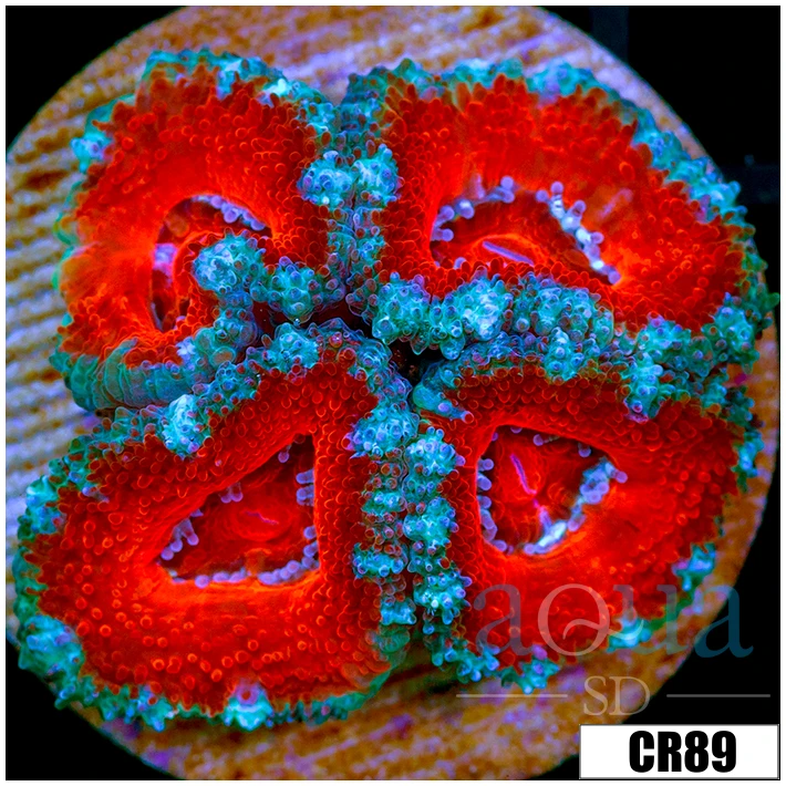 Cultured Teal Claw Acan Lord
