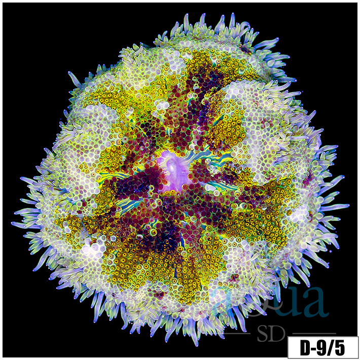 ASD Maxi Mini Carpet Anemone