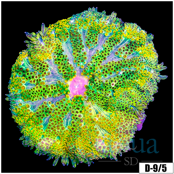 ASD Maxi Mini Carpet Anemone