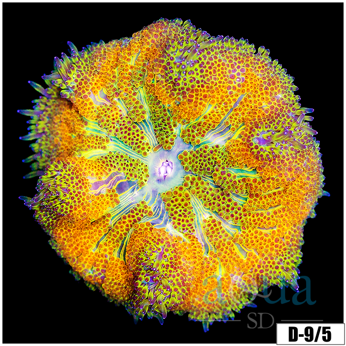ASD Maxi Mini Carpet Anemone