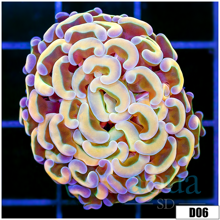 ASD Orange Prismatic Wall Hammer